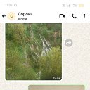 ���� ������� �������, �����-���������, 48 ��� - ��������� 8 �������� 2025