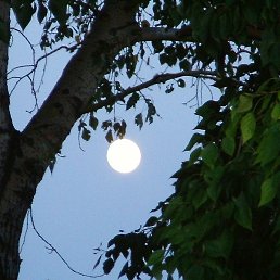 �����, �����������, 66 ���