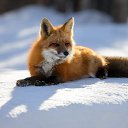 ���� �������, ������, 68 ��� - ��������� 12 ������� 2024 � ������ ������ ��������