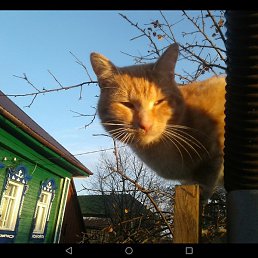 �������, ������, 54 ����