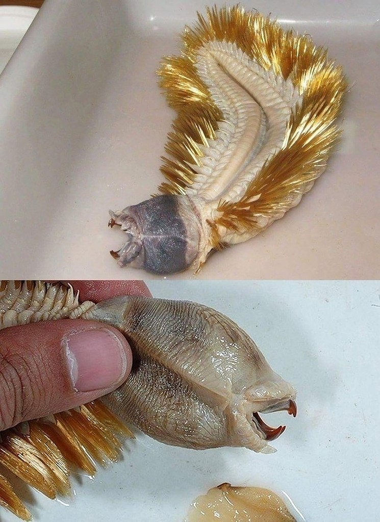 .     Eulagisca gigantea,   -    ...