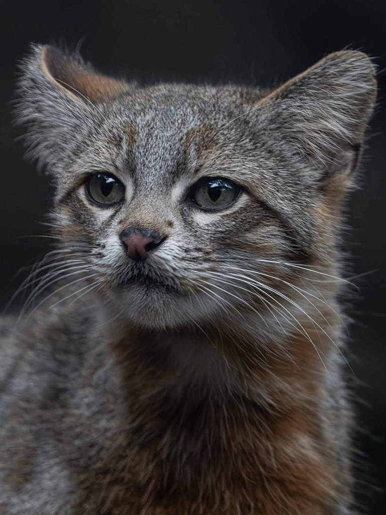 Это пампасная кисуля, или колоколо — одна из самых редких и малоизученных кошек Южной Америки. Она ...