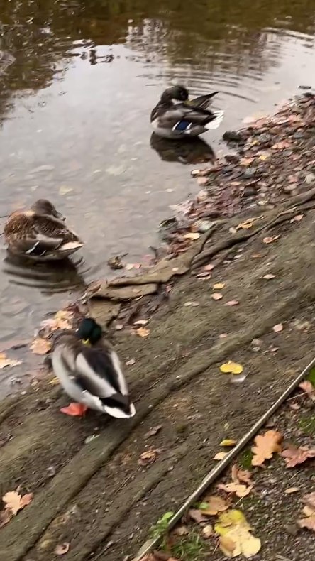 завтра по прогнозу дождь со снегом... - 2