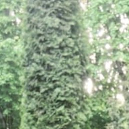 �����, ����, 42 ����