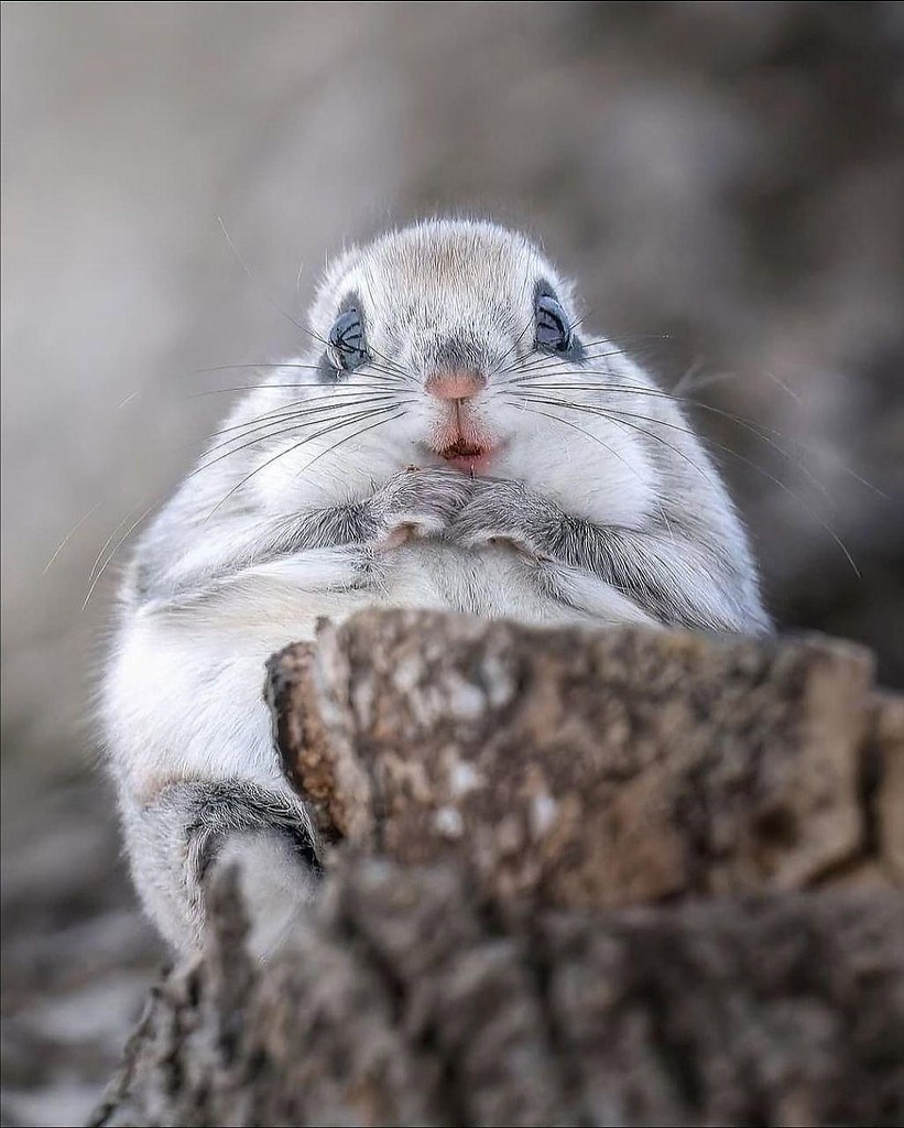 eo ac e o cpoe ooe  o ppoe, o  o pa aa ac: ... - 4