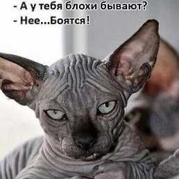 Pin�4��, ������