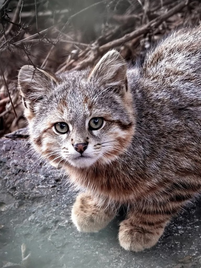 Это пампасная кисуля, или колоколо — одна из самых редких и малоизученных кошек Южной Америки. Она ... - 2