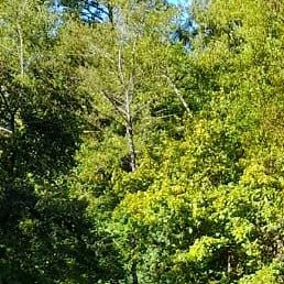 �����, ������, 42 ����