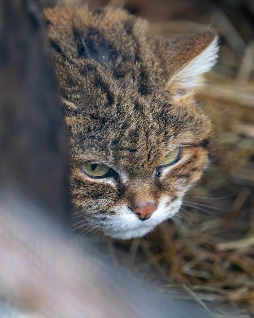 Знакомьтесь, это Наия! В феврале ей исполнилось 18 лет — она считается самой возрастной черноногой ... - 2