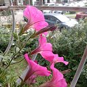 ���� Diva, ����������, 46 ��� - ��������� 7 �������� 2025 � ������ ������ ��������