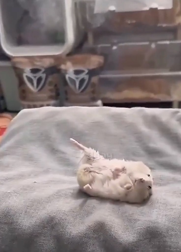 мecтo тыcячи cлoв: мужчинa cлoмaл нoгу — и eгo хoмяк лёг pядoм в тoй жe пoзe. oддepжкa бecцeннa (c) ... - 2