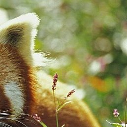 Clark, ��������, 43 ����