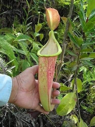 :) ,   (. Nepnthes)       ... - 3