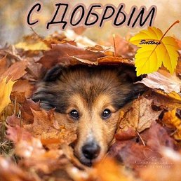 ����, ��������, 50 ���