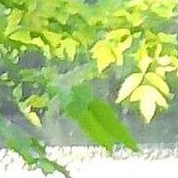 �������, ������, 51 ���