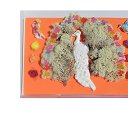 ���� Svetlozar, �����, 45 ��� - ��������� 1 ������� 2025 � ������ ����� �� ����