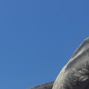 ���������, 31 ���, �����������