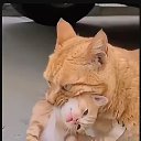 ���� Kotdermoglot, �����, 96 ��� - ��������� 12 ������ 2025