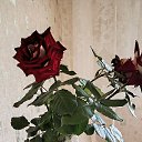 ���� �������� ���������, ���������������, 21 ��� - ��������� 13 ������� 2026
