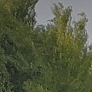 , 62 , 