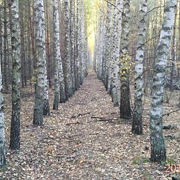 ����, ���������, 65 ���