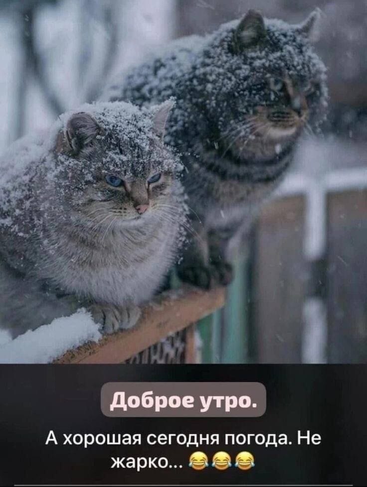***Victoria Viktorovna*** - 4  2025  08:58