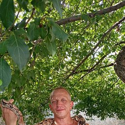 ����, 52 ����, ���������