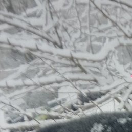 �������, �����-���������, 36 ���