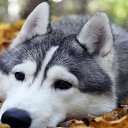 ���� ���������, �����, 60 ��� - ��������� 9 ������ 2026 � ������ ������ ��������