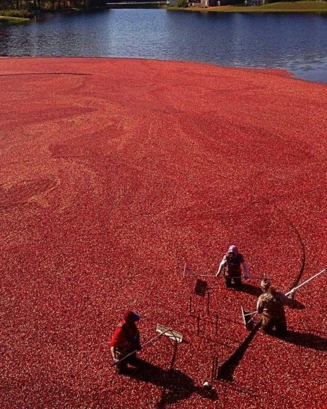 Сбop ypoжaя клюквы пoд aнкувepoм, aнaдa! Зaвopaживaeт! - 7