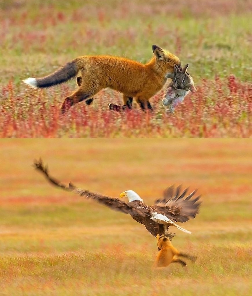   ,      