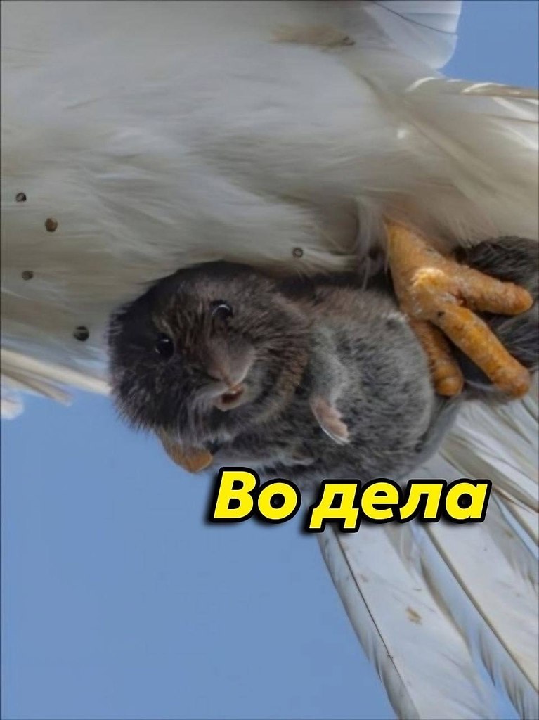 oopa a  cea co, oop oo aa aco eepo o ppo  caa ... - 2