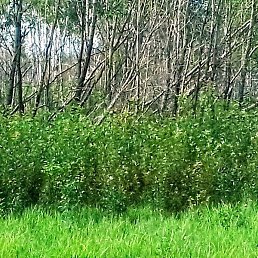 ����, �����, 44 ����