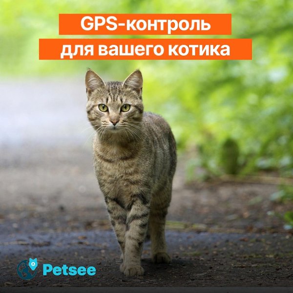 Кот не вернулся с прогулки? Теперь вы можете узнать, где он. Кот вышел на участок и пропал. Ушёл во ...