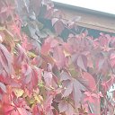 ���� �������, ��������� - ��������� 21 �������� 2025 � ������ ������ ��������