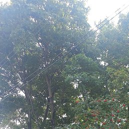 �������, ����, 50 ���