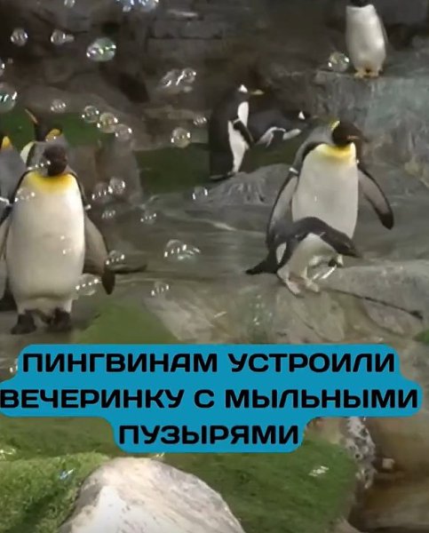 Пингвины устроили мыльную вечеринку и взорвали TikTok! В зоопарке Сент-Луиса придумали необычное ... - 3