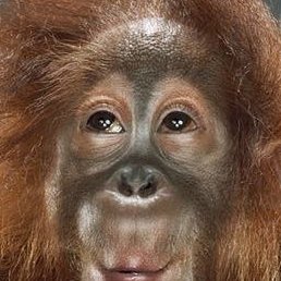 ������, ����������