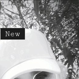 ����������, 40 ���, ������