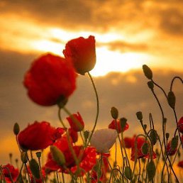 ���� ������ ������, ������, 66 ��� - ��������� 19 ��� 2024