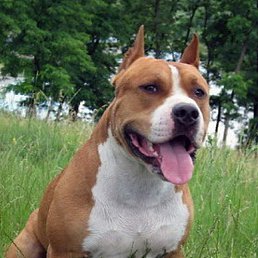 ������, ������ ��������, 56 ���