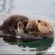 ��������, 19 ���, ���������