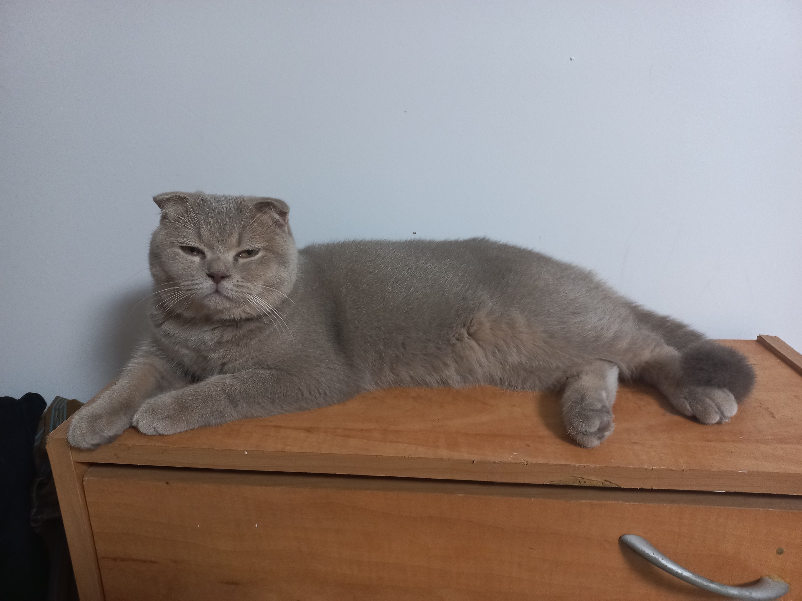 Котик - это специальный домашний зверь для глажения.