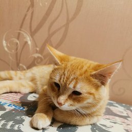 �����, ������, 36 ���