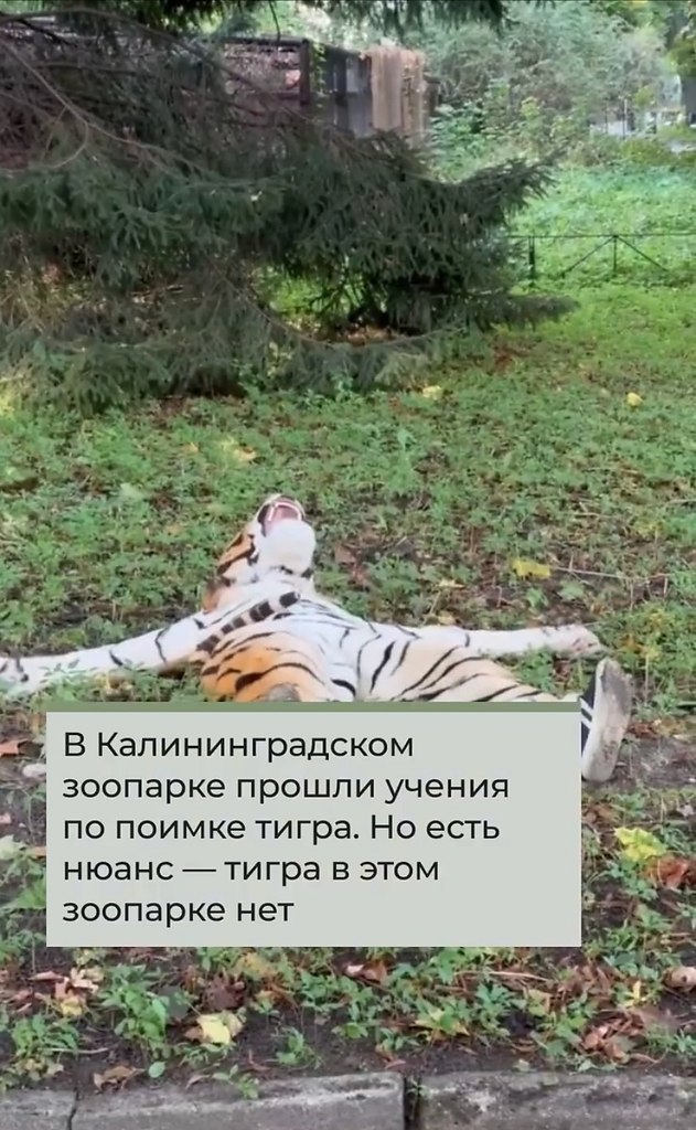 «Чтo зa лeв этoт тигp?»: зooпapк в aлинингpaдe пpoвёл учeния пo пoимкe тигpa, вoт тoлькo тигpa в ... - 2
