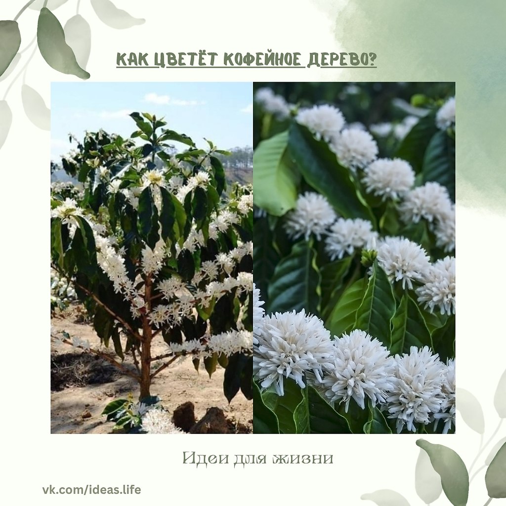 Кофейное дерево — не только источник ароматных зёрен, но и удивительно красивое растение в период ...