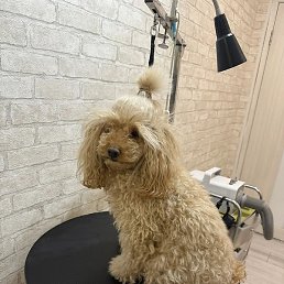 ������� �������, �����-���������, 49 ���