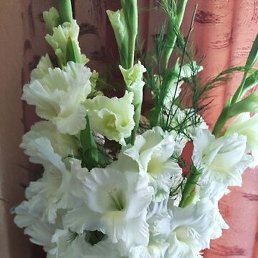 �����, ���������, 58 ���