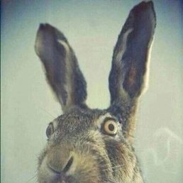 Bob, ������, 44 ����