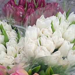 Solomia, ����, 35 ���